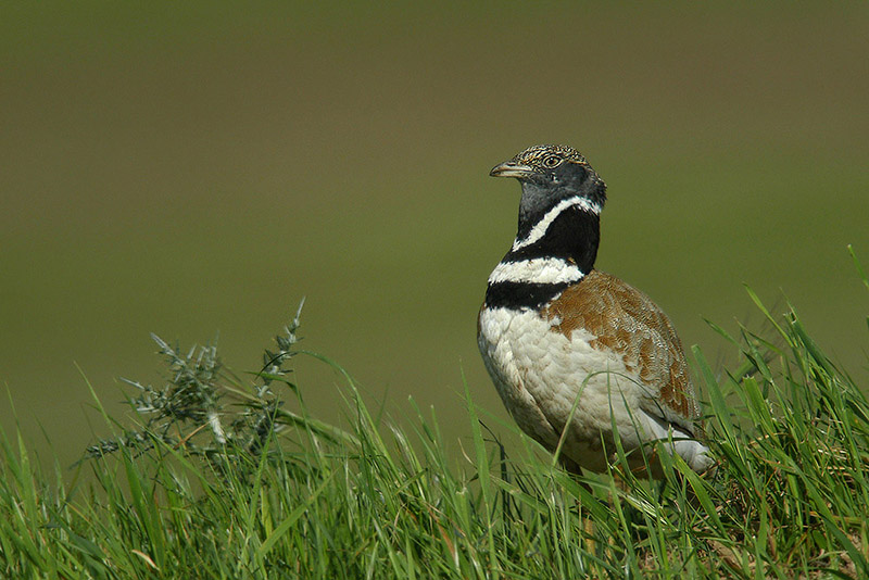 Gallina prataiola in Digiscoping